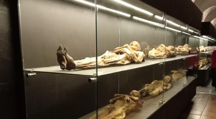 Mummified corpses in Guanajuato on display in glass cases at the Guanajuato Mummy Museum