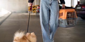 If you want to cross a US border with a dog, you need to follow these rules.