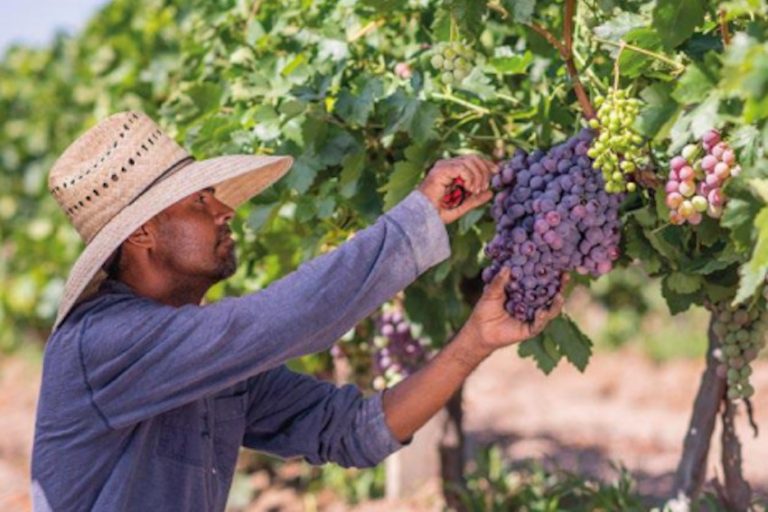 Sipping history: A journey through Aguascalientes wine country