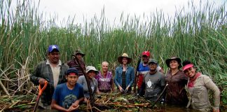 A revive crew hard at work renovating a mangrove