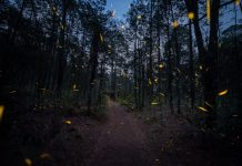 The Fireflies Sanctuary in Tlaxcala