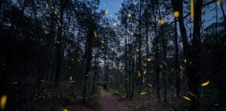 The Fireflies Sanctuary in Tlaxcala