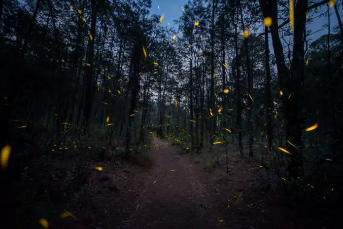 The Fireflies Sanctuary in Tlaxcala