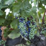 Is the Guanajuato wine region Mexico’s next viticulture powerhouse? Wine grapes on a vine in Mexico