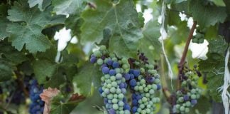 Wine grapes on a vine in Mexico