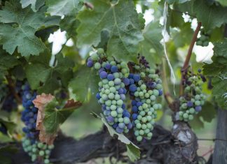 Is the Guanajuato wine region Mexico’s next viticulture powerhouse? Wine grapes on a vine in Mexico