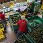 Employees in an avocado processing plant in Michoacan move around large carts of avocados