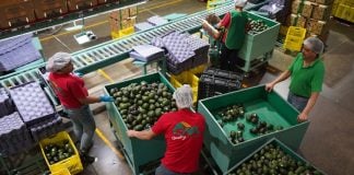 Employees in an avocado processing plant in Michoacan move around large carts of avocados