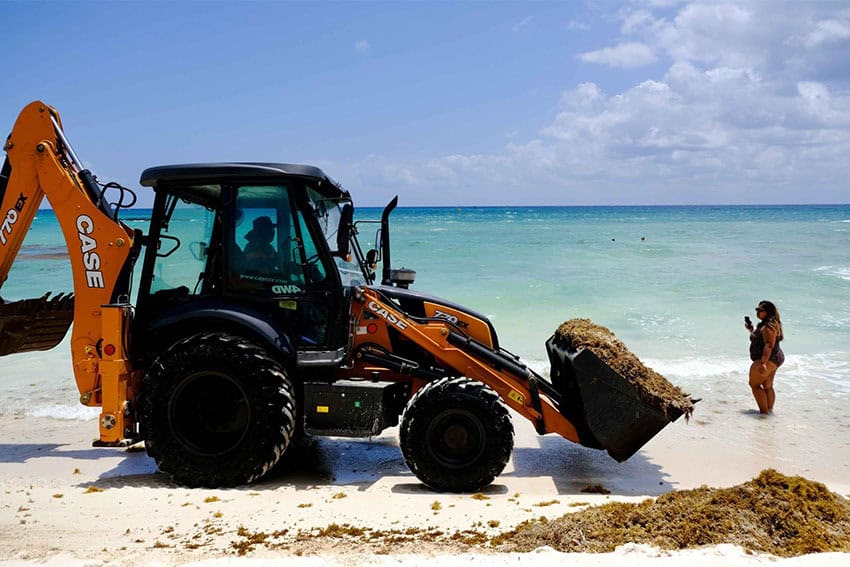 Bucket loader carries a load of sargassum steps away from a woman in a bathing suit standing in ankle-deep water on a Playa del Carmen beach with her phone in hand.