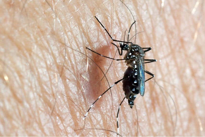 An aedes aegypti mosquito on a person's skin
