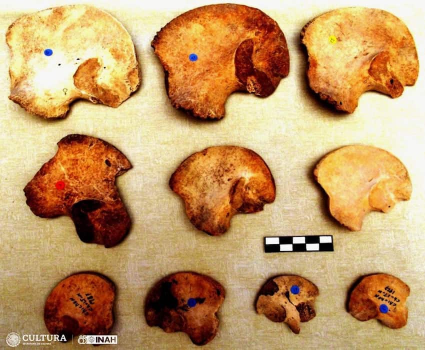 Ancient skull fragments