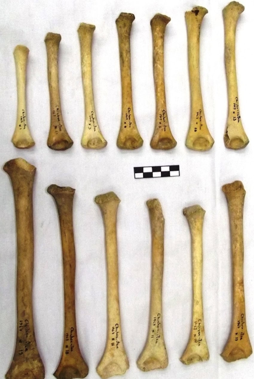Bones of ancient sacrificial victims