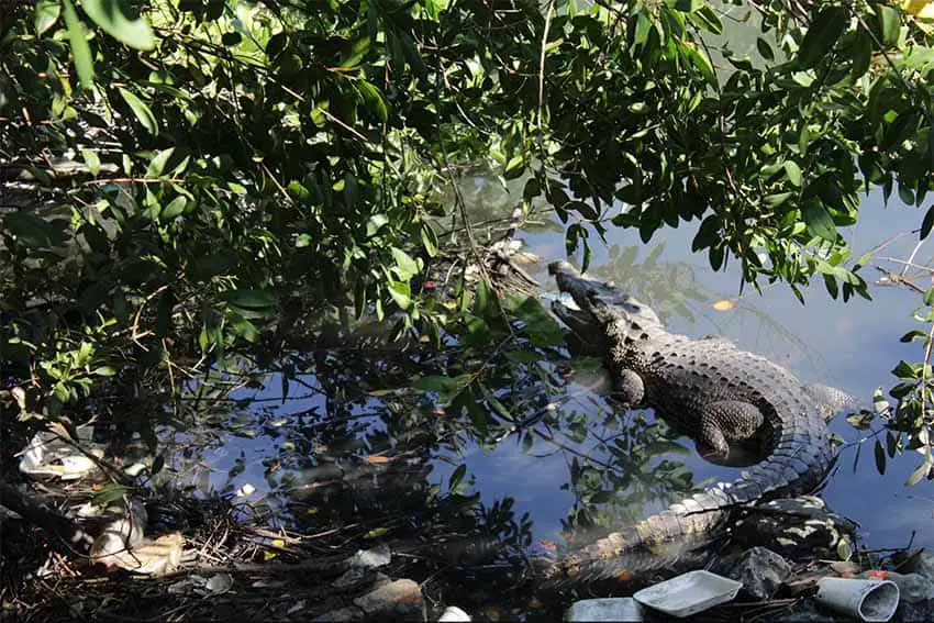 Crocodile in mangrove in Tampico, Mexico