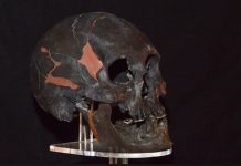 The skull fossil known as Chimalhuacan Man It's black with some filled-in holes in the skull with an orange substance that may be plastic or clay.