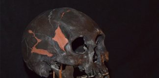 The skull fossil known as Chimalhuacan Man It's black with some filled-in holes in the skull with an orange substance that may be plastic or clay.