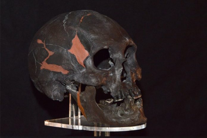 The skull fossil known as Chimalhuacan Man It's black with some filled-in holes in the skull with an orange substance that may be plastic or clay.