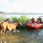 Two horses being guided by ropes attached to a powerboat that is helping them navigate the waters in the Cerro Prieto Dam in Linares, Nuevo Leon.