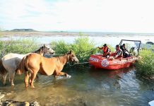 Two horses being guided by ropes attached to a powerboat that is helping them navigate the waters in the Cerro Prieto Dam in Linares, Nuevo Leon.
