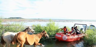 Two horses being guided by ropes attached to a powerboat that is helping them navigate the waters in the Cerro Prieto Dam in Linares, Nuevo Leon.