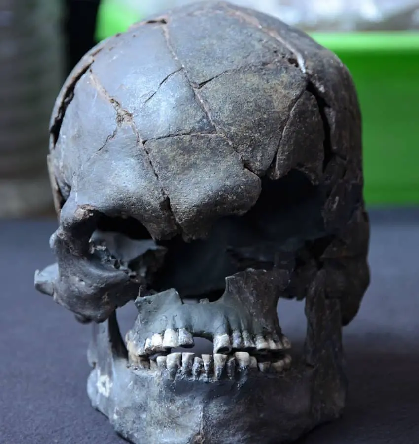 Skull fossil of Yotzin, featuring several cracks in the forehead and crown and two missing front teeth