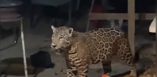 Jaguar surrounded by furniture and junk on a backyard patio at night in Cancun
