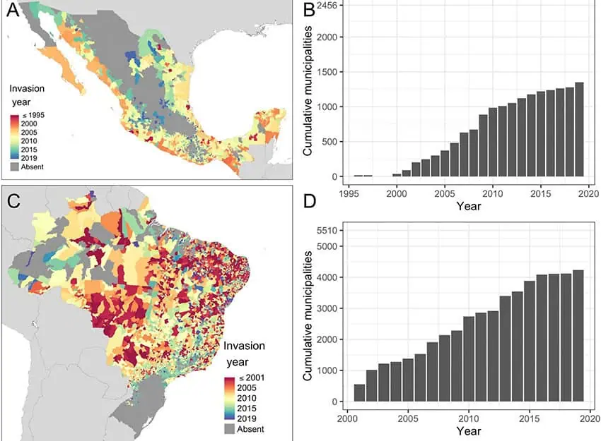 Maps and charts showing the impact of dengue on Mexico and Brazil from 1995 and predictions through 2039.