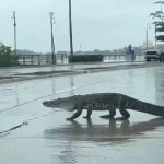 crocodile wandering onto busy two lane road in Tampico, Tamaulipas, Mexico