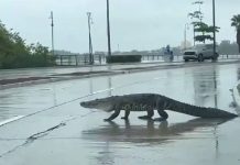 crocodile wandering onto busy two lane road in Tampico, Tamaulipas, Mexico