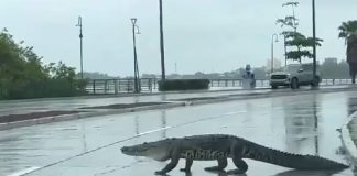crocodile wandering onto busy two lane road in Tampico, Tamaulipas, Mexico