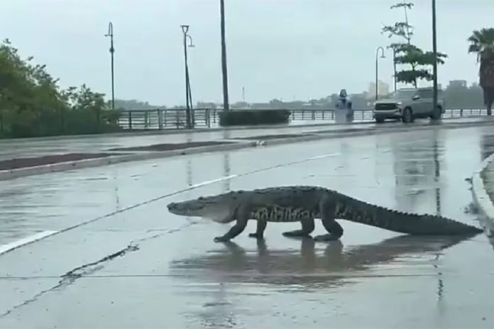 crocodile wandering onto busy two lane road in Tampico, Tamaulipas, Mexico