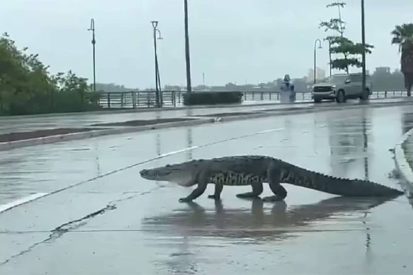 Cocodrilos bebés chocan contra el metro de Ciudad de México