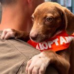 Here’s what to expect when adopting a dog in Mexico