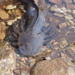 A dark-colored endangered axolotl of the species A. altamirani swims over pebbles in a creek.