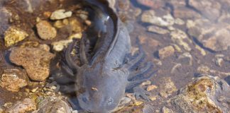 A dark-colored endangered axolotl of the species A. altamirani swims over pebbles in a creek.