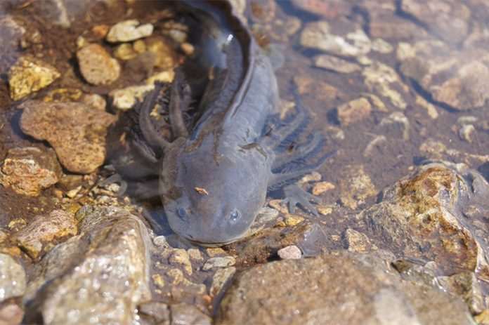 A dark-colored endangered axolotl of the species A. altamirani swims over pebbles in a creek.