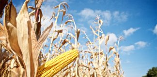 An industrial corn field, possibly cultivating Monsanto's GMO corn.