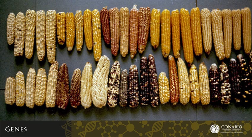 Mexican native corn varieties