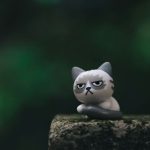 When Mexico makes you grumpy annoying things in Mexico make this cat upset.