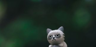 annoying things in Mexico make this cat upset.