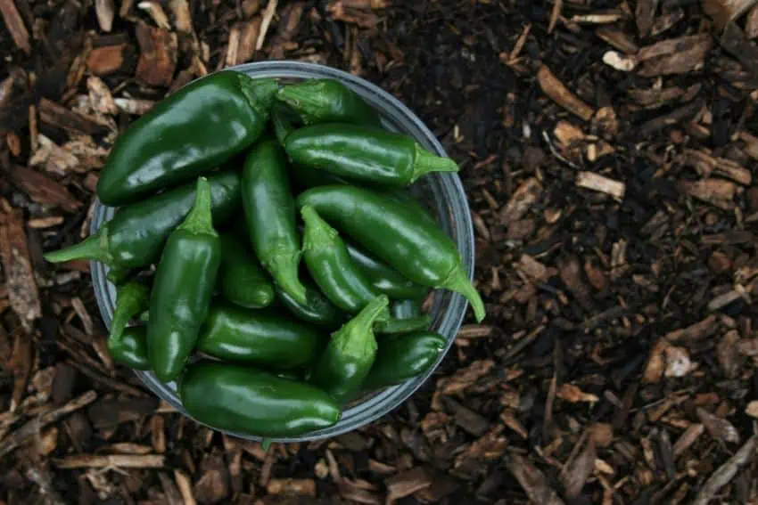 Fresh jalapeño pepper