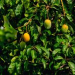 Mangoes growing on a tree
