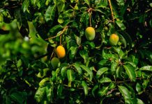 Mangoes growing on a tree