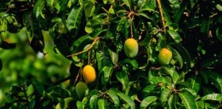 Mangoes growing on a tree