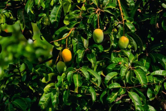 Mangoes growing on a tree