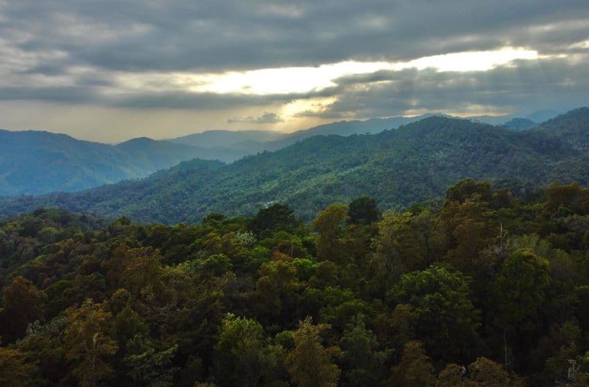 Cloud forest in Oaxaca.