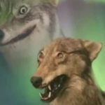 Two wolves with complex developmental difficulties.