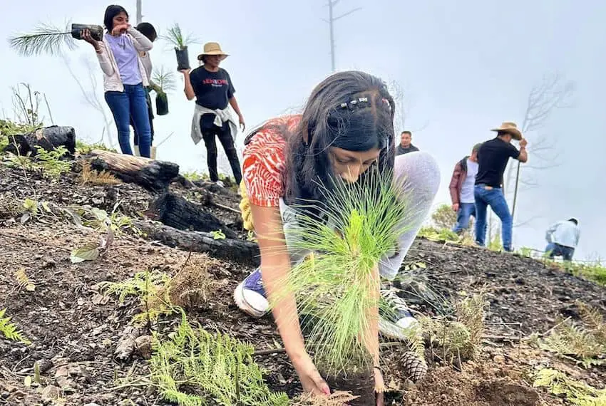 A young woman plants a tree in the Sierra Tecuani