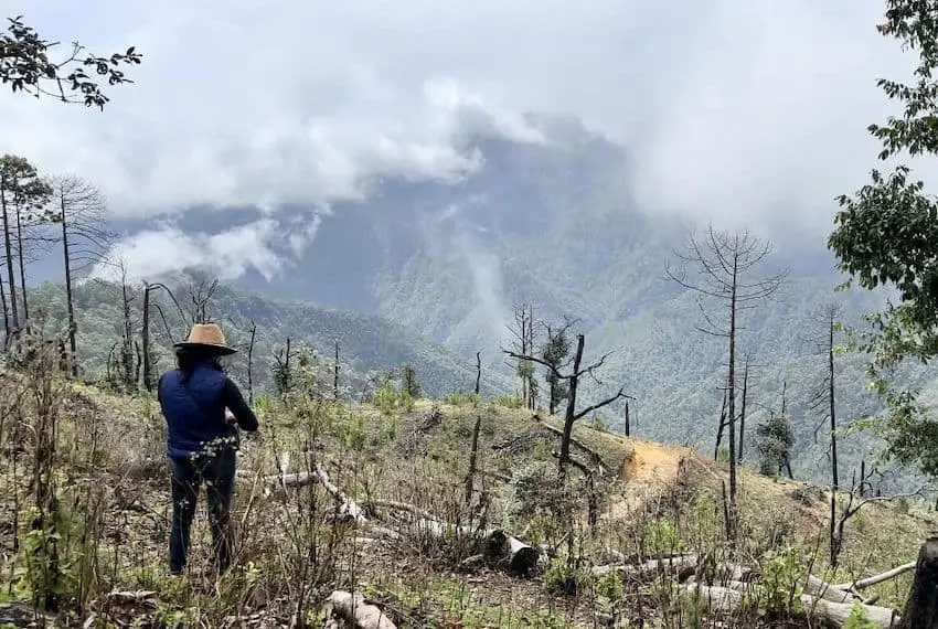 A woman looks out at a deforested area of Guerrero