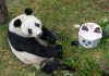 Xin Xin, Chapultepec Zoo's beloved giant panda, turns 34 today
