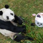Chapultepec Zoo celebrates 34th birthday of Xin Xin, the giant panda Xin Xin, Chapultepec Zoo's beloved giant panda, turns 34 today